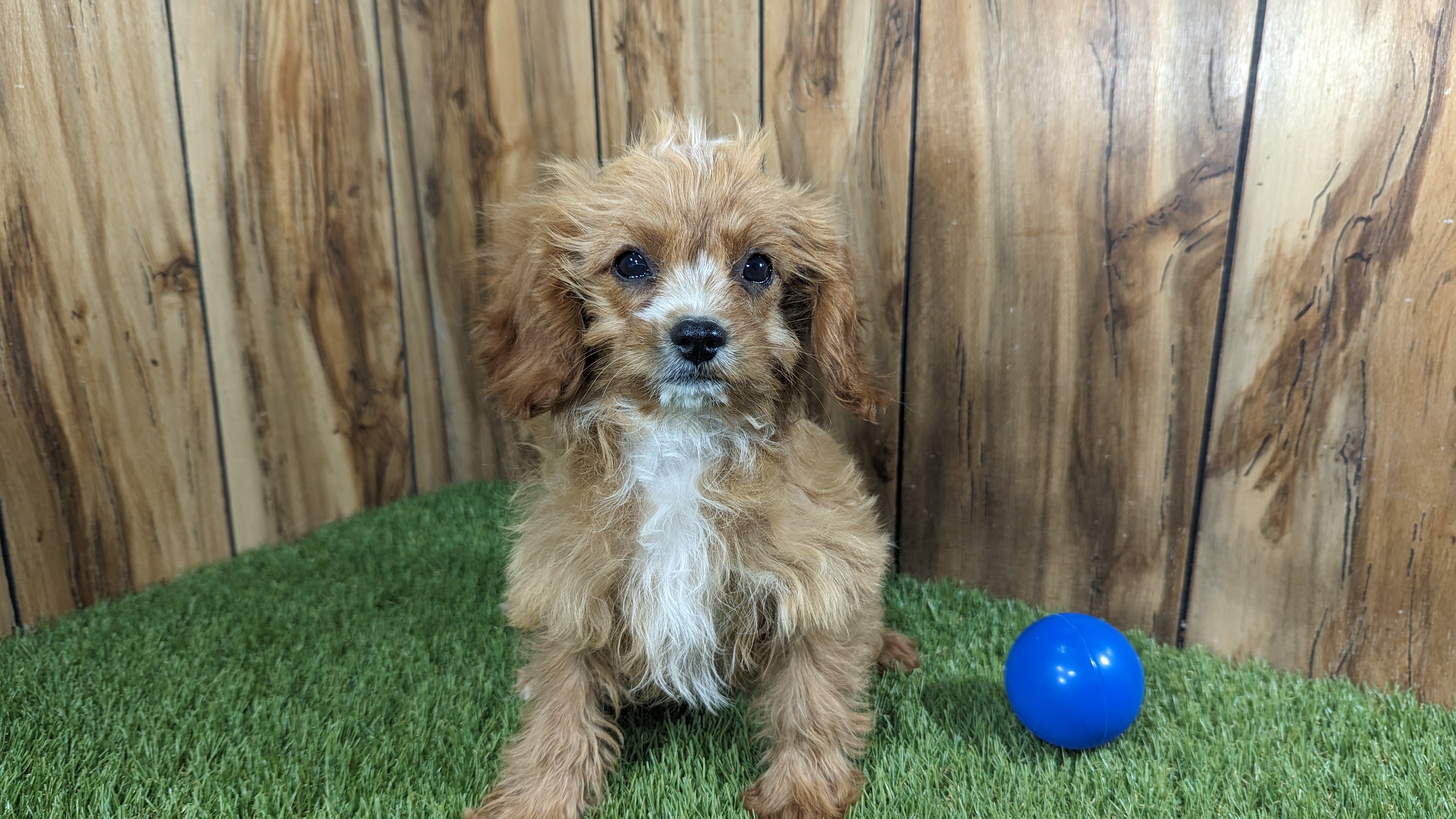 puppy, for, sale, Cavapoo, Randy  Swartzentruber, dog, breeder, Half Way, MO, dog-breeder, puppy-for-sale, forsale, nearby, find, puppyfind, locator, puppylocator, aca