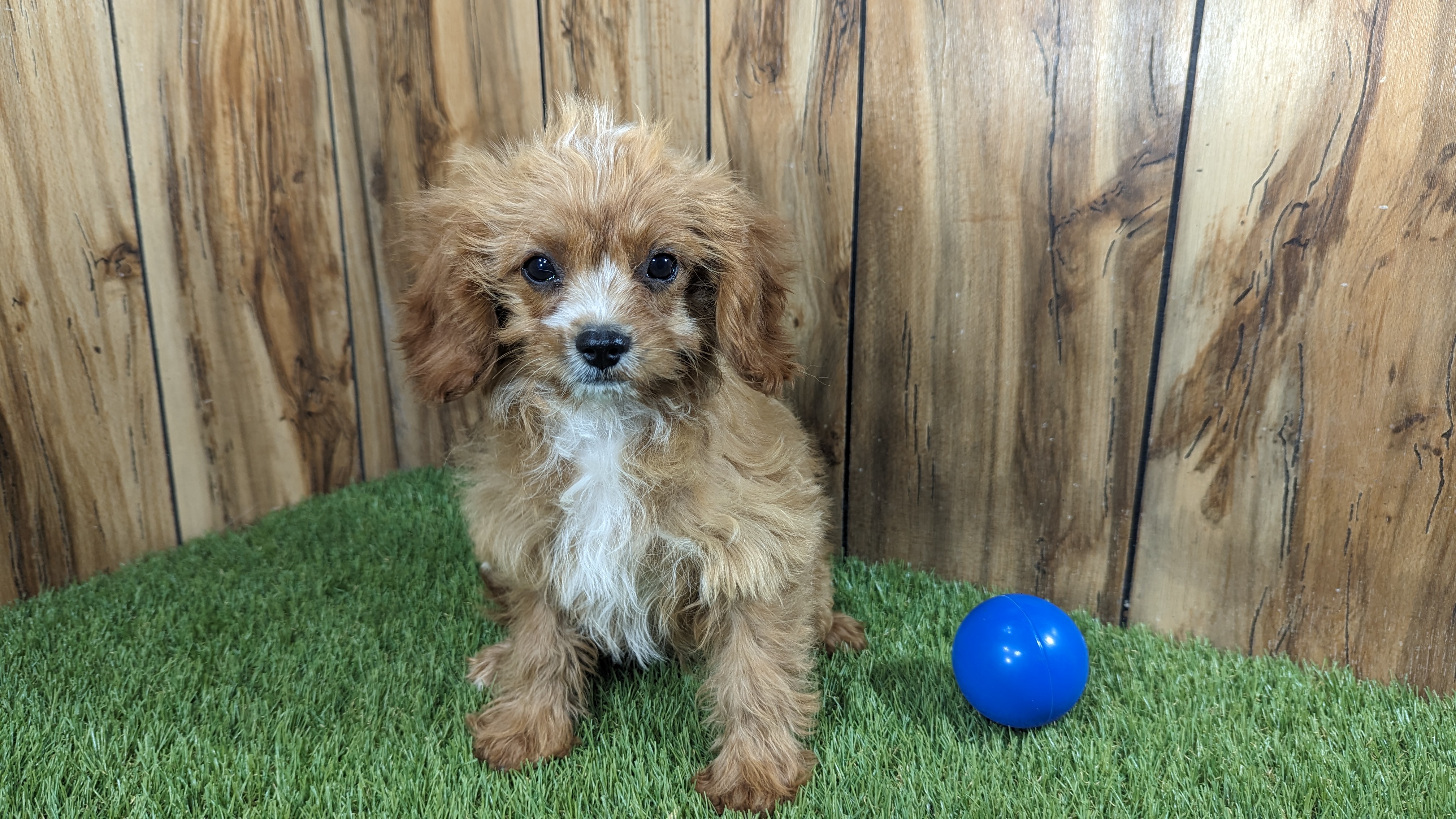 puppy, for, sale, Cavapoo, Randy  Swartzentruber, dog, breeder, Half Way, MO, dog-breeder, puppy-for-sale, forsale, nearby, find, puppyfind, locator, puppylocator, aca