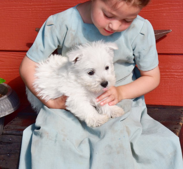 puppy, for, sale, West Highland White Terrier, Amos B. King, dog, breeder, Romney, WV, dog-breeder, puppy-for-sale, forsale, nearby, find, puppyfind, locator, puppylocator, aca