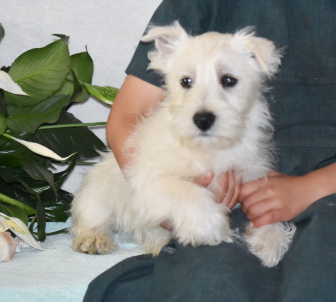 puppy, for, sale, West Highland White Terrier, Amos B. King, dog, breeder, Romney, WV, dog-breeder, puppy-for-sale, forsale, nearby, find, puppyfind, locator, puppylocator, aca