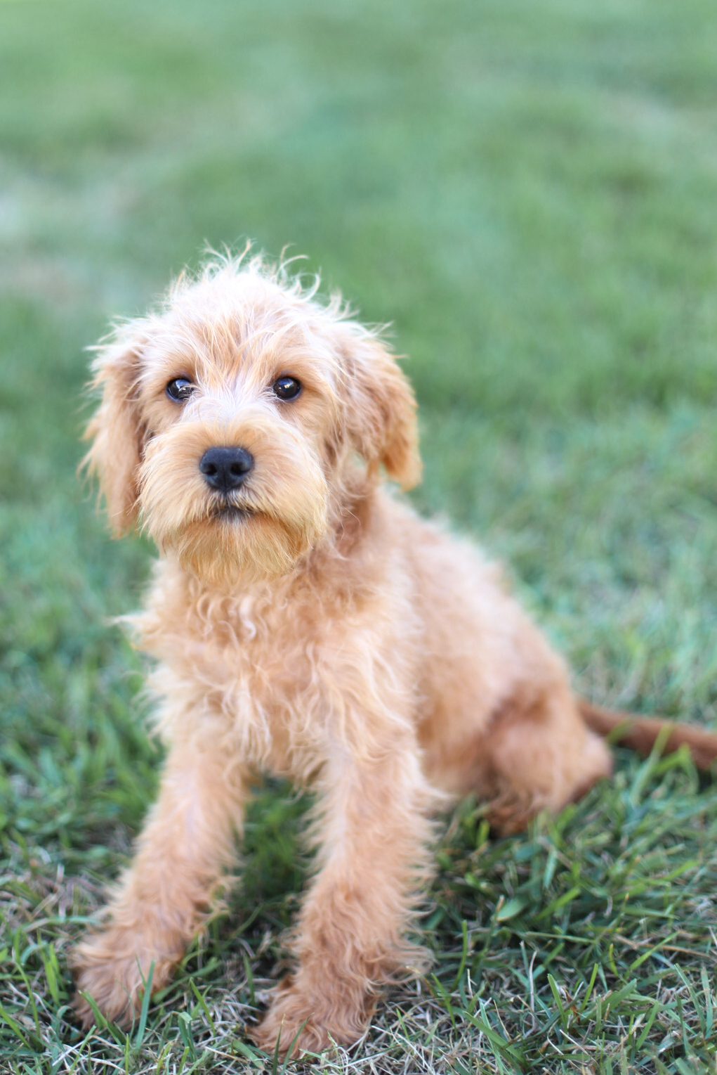 puppy, for, sale, Mini Schnoodles, Kerek & Marisa  Martin, dog, breeder, Mount Joy, PA, dog-breeder, puppy-for-sale, forsale, nearby, find, puppyfind, locator, puppylocator, aca