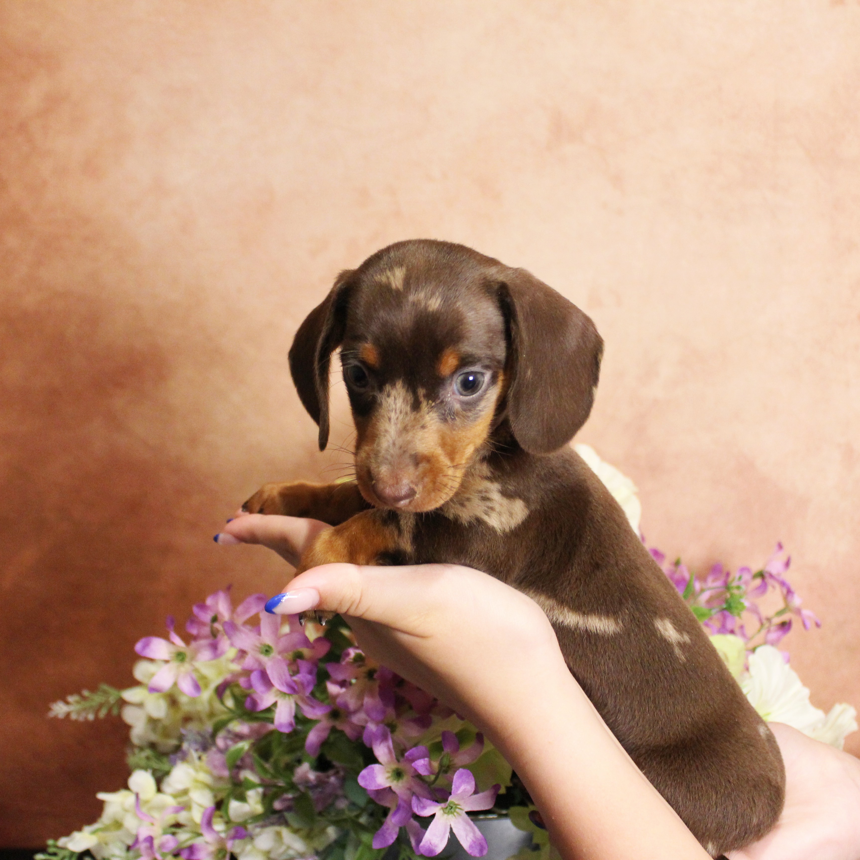 puppy, for, sale, Dachshund, Melvin  King, dog, breeder, Honey Brook, PA, dog-breeder, puppy-for-sale, forsale, nearby, find, puppyfind, locator, puppylocator, aca