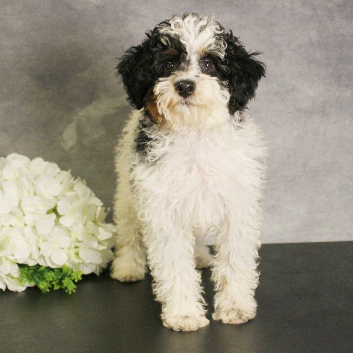 puppy, for, sale, Miniature Bernedoodle, Melvin  Fisher, dog, breeder, Coatesville, PA, dog-breeder, puppy-for-sale, forsale, nearby, find, puppyfind, locator, puppylocator, aca