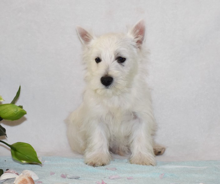 puppy, for, sale, West Highland White Terrier, Amos B. King, dog, breeder, Romney, WV, dog-breeder, puppy-for-sale, forsale, nearby, find, puppyfind, locator, puppylocator, aca