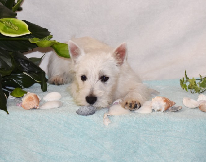 puppy, for, sale, West Highland White Terrier, Amos B. King, dog, breeder, Romney, WV, dog-breeder, puppy-for-sale, forsale, nearby, find, puppyfind, locator, puppylocator, aca