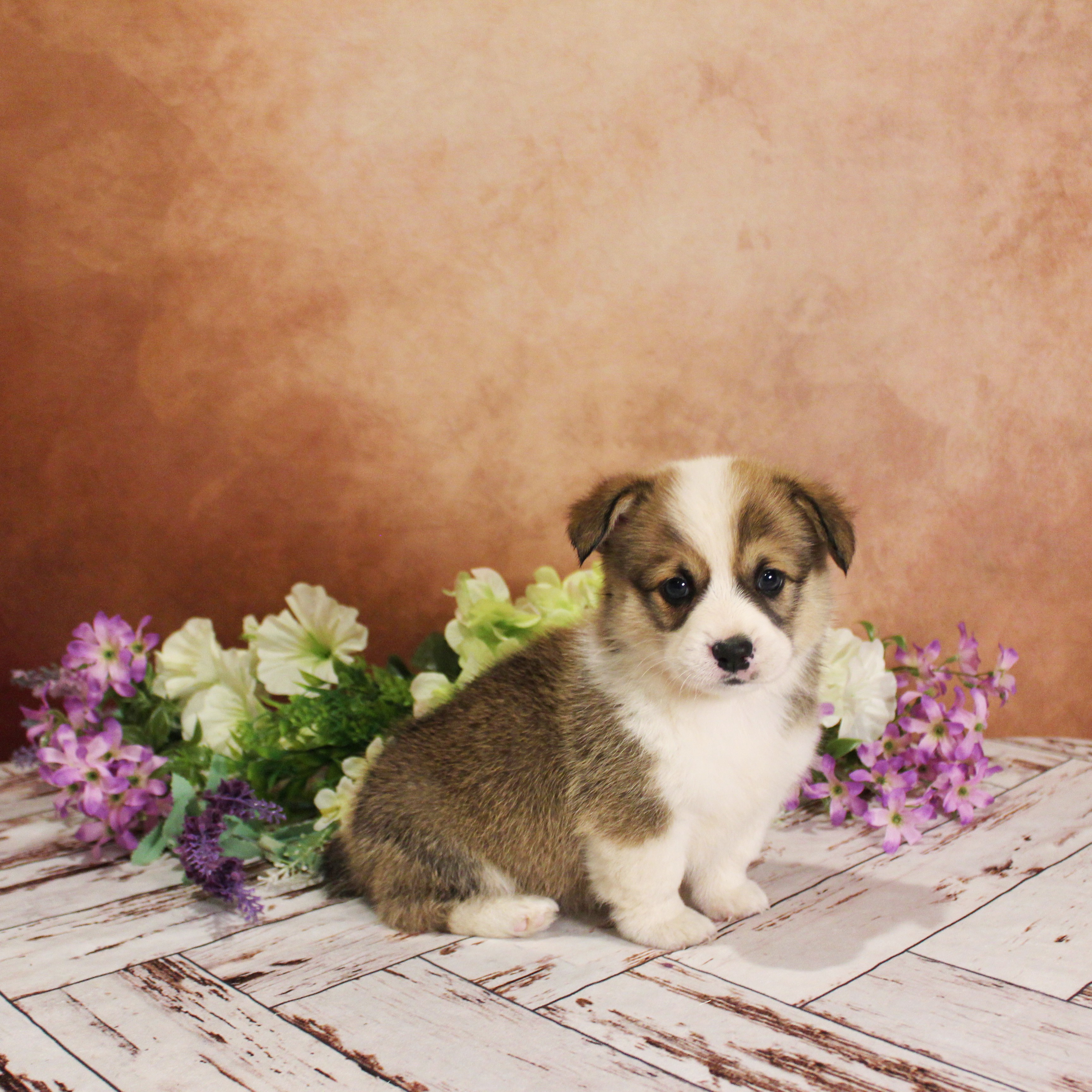 puppy, for, sale, Pembroke Welsh Corgi, Melvin  Fisher, dog, breeder, Coatesville, PA, dog-breeder, puppy-for-sale, forsale, nearby, find, puppyfind, locator, puppylocator, aca