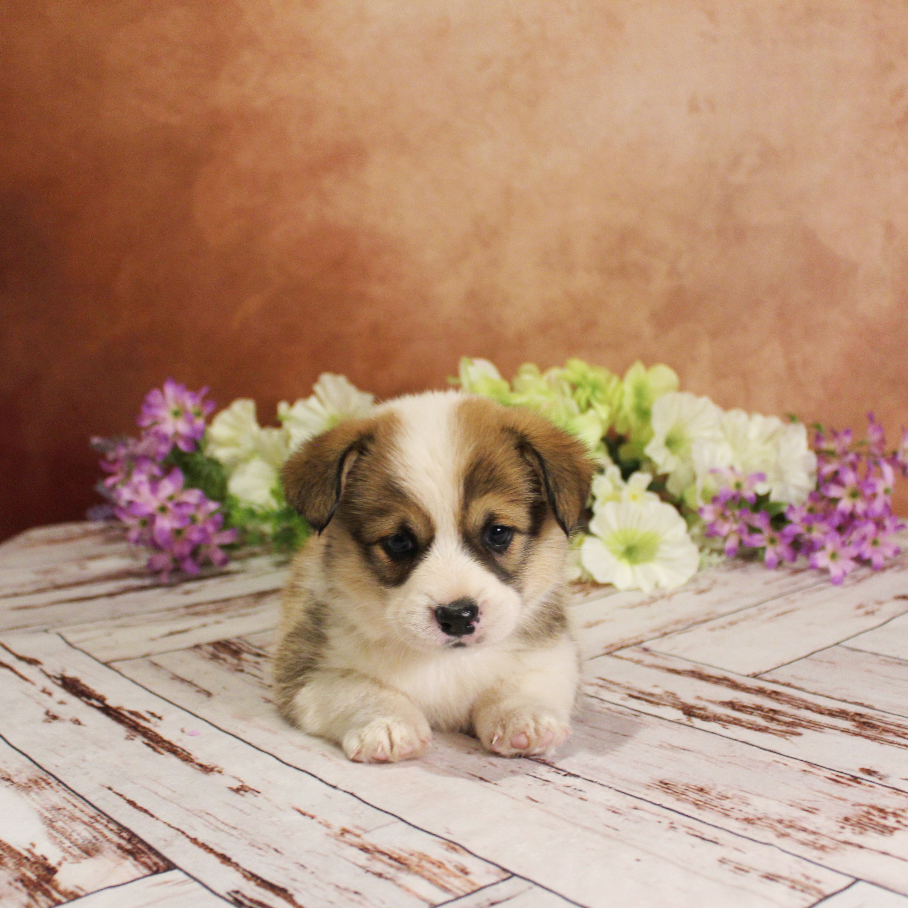 puppy, for, sale, Pembroke Welsh Corgi, Melvin  Fisher, dog, breeder, Coatesville, PA, dog-breeder, puppy-for-sale, forsale, nearby, find, puppyfind, locator, puppylocator, aca