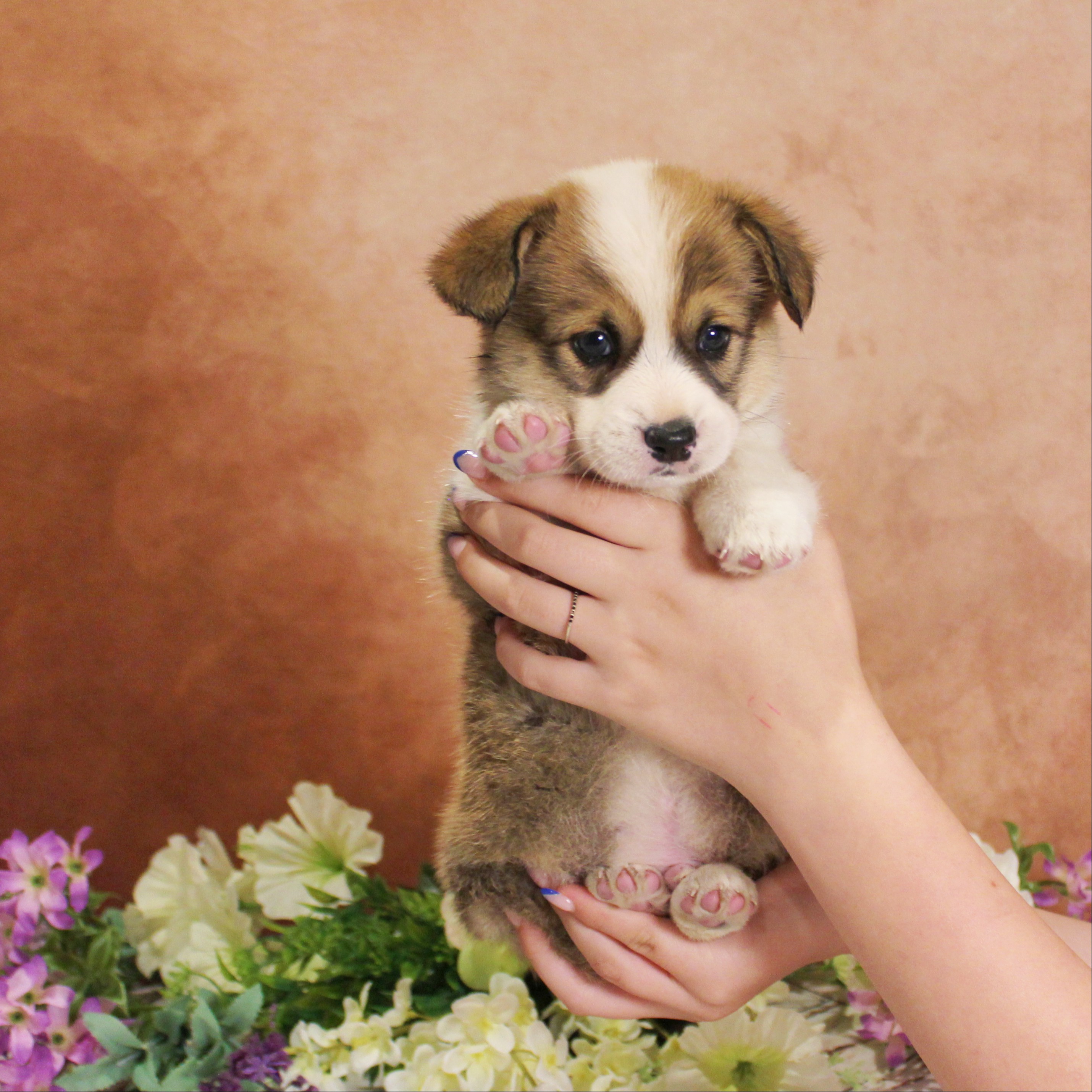 puppy, for, sale, Pembroke Welsh Corgi, Melvin  Fisher, dog, breeder, Coatesville, PA, dog-breeder, puppy-for-sale, forsale, nearby, find, puppyfind, locator, puppylocator, aca