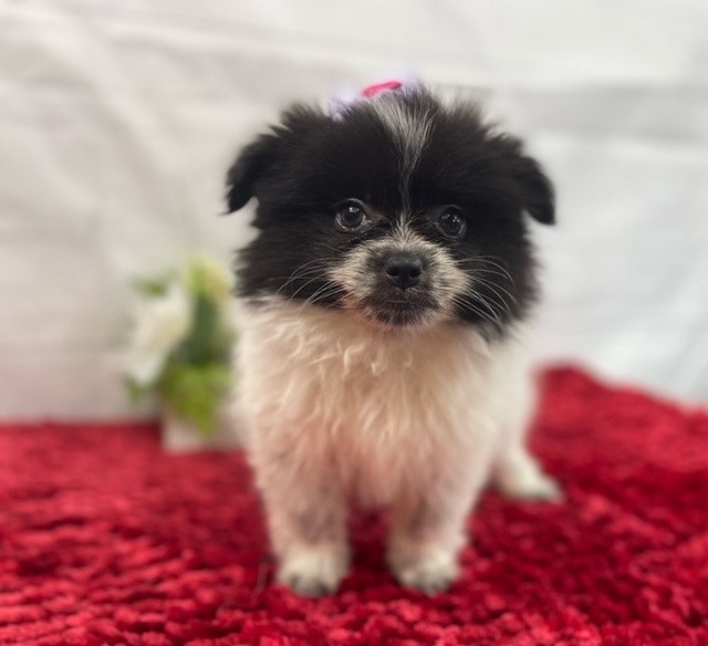 puppy, for, sale, Pomeranian, Alisa  Breedlove, dog, breeder, Waynesville, MO, dog-breeder, puppy-for-sale, forsale, nearby, find, puppyfind, locator, puppylocator, aca