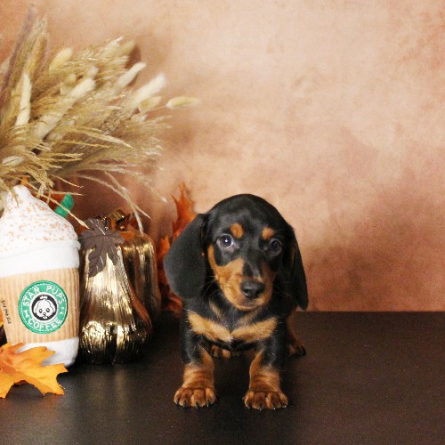 puppy, for, sale, Dachshund, Melvin  King, dog, breeder, Honey Brook, PA, dog-breeder, puppy-for-sale, forsale, nearby, find, puppyfind, locator, puppylocator, aca