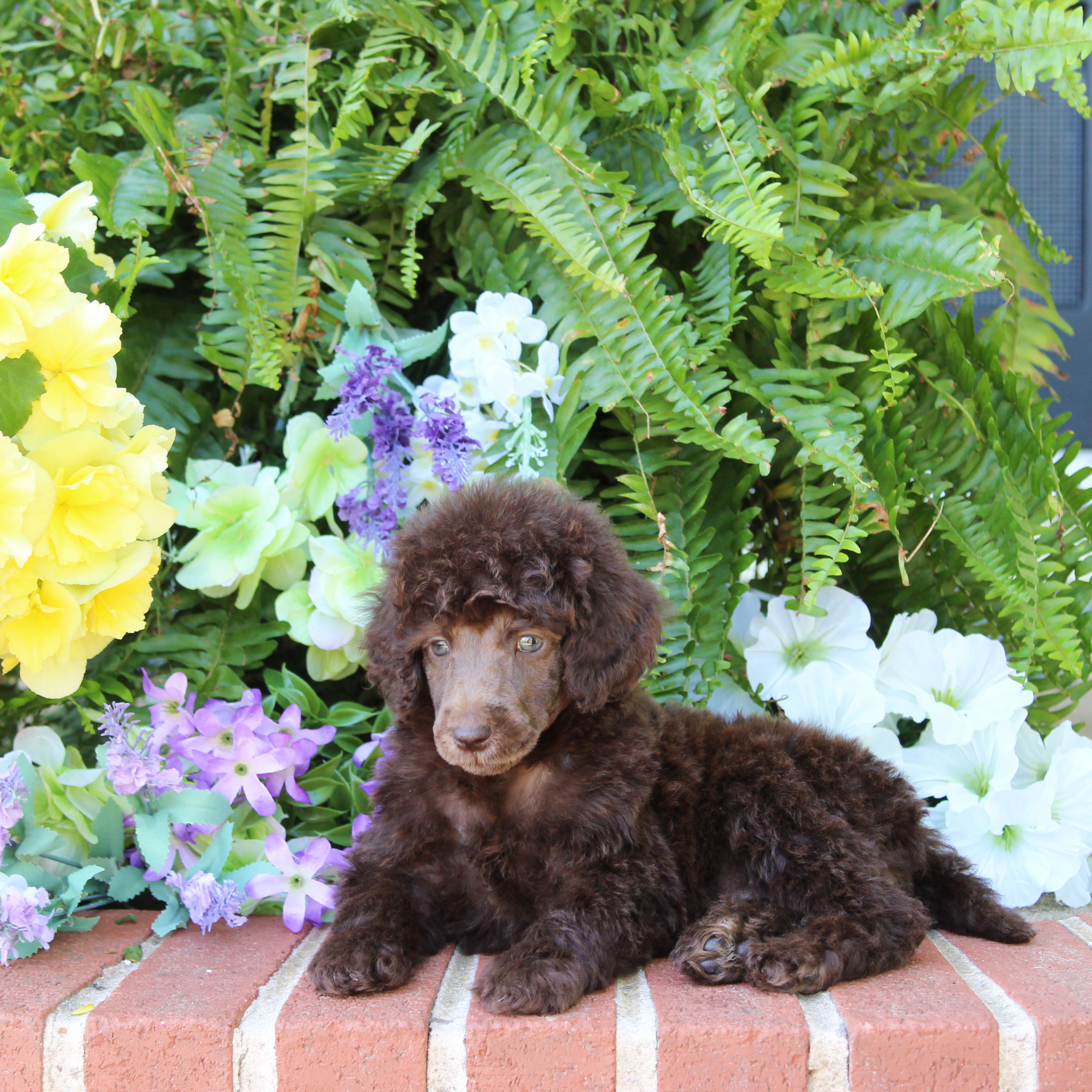 puppy, for, sale, Standard Poodle, John  Stoltzfus, dog, breeder, Christiana, PA, dog-breeder, puppy-for-sale, forsale, nearby, find, puppyfind, locator, puppylocator, aca