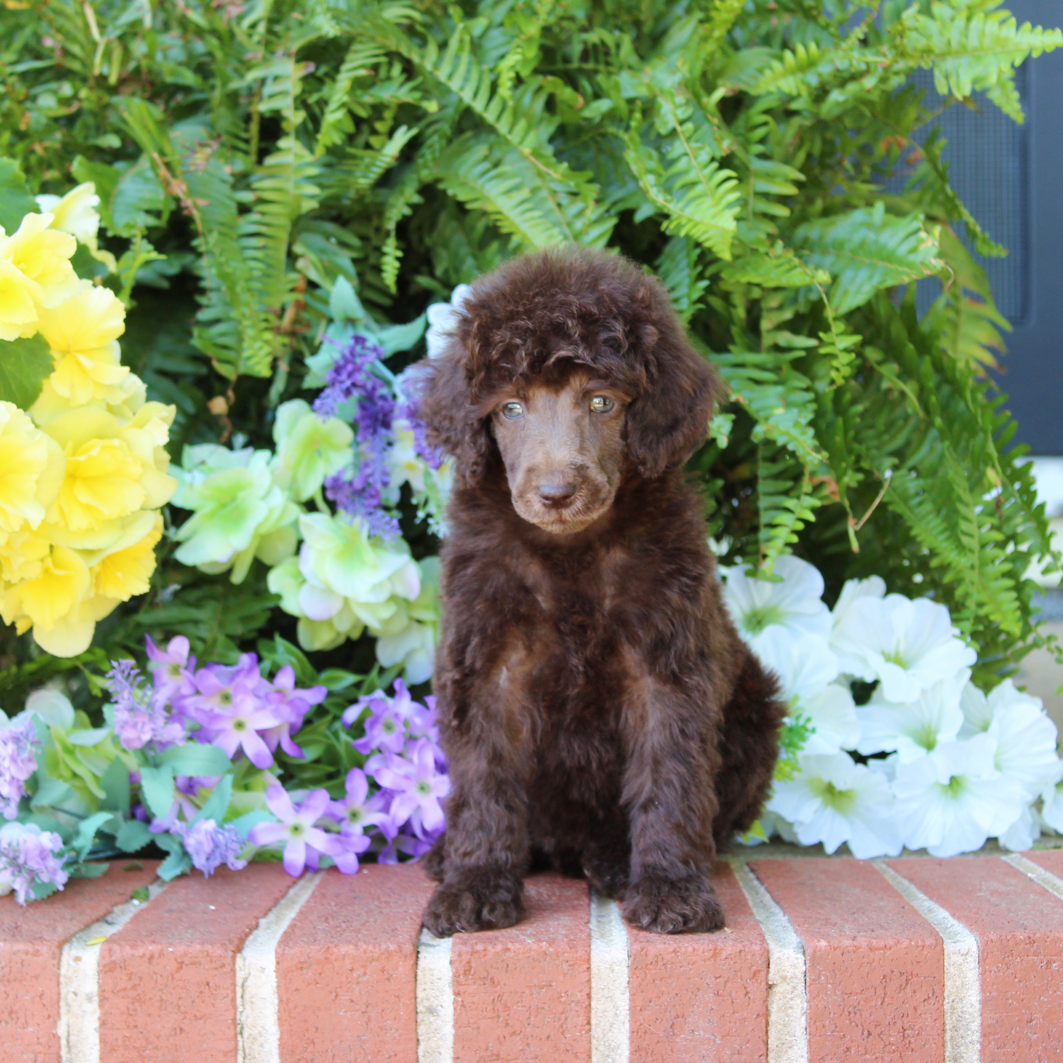 puppy, for, sale, Standard Poodle, John  Stoltzfus, dog, breeder, Christiana, PA, dog-breeder, puppy-for-sale, forsale, nearby, find, puppyfind, locator, puppylocator, aca