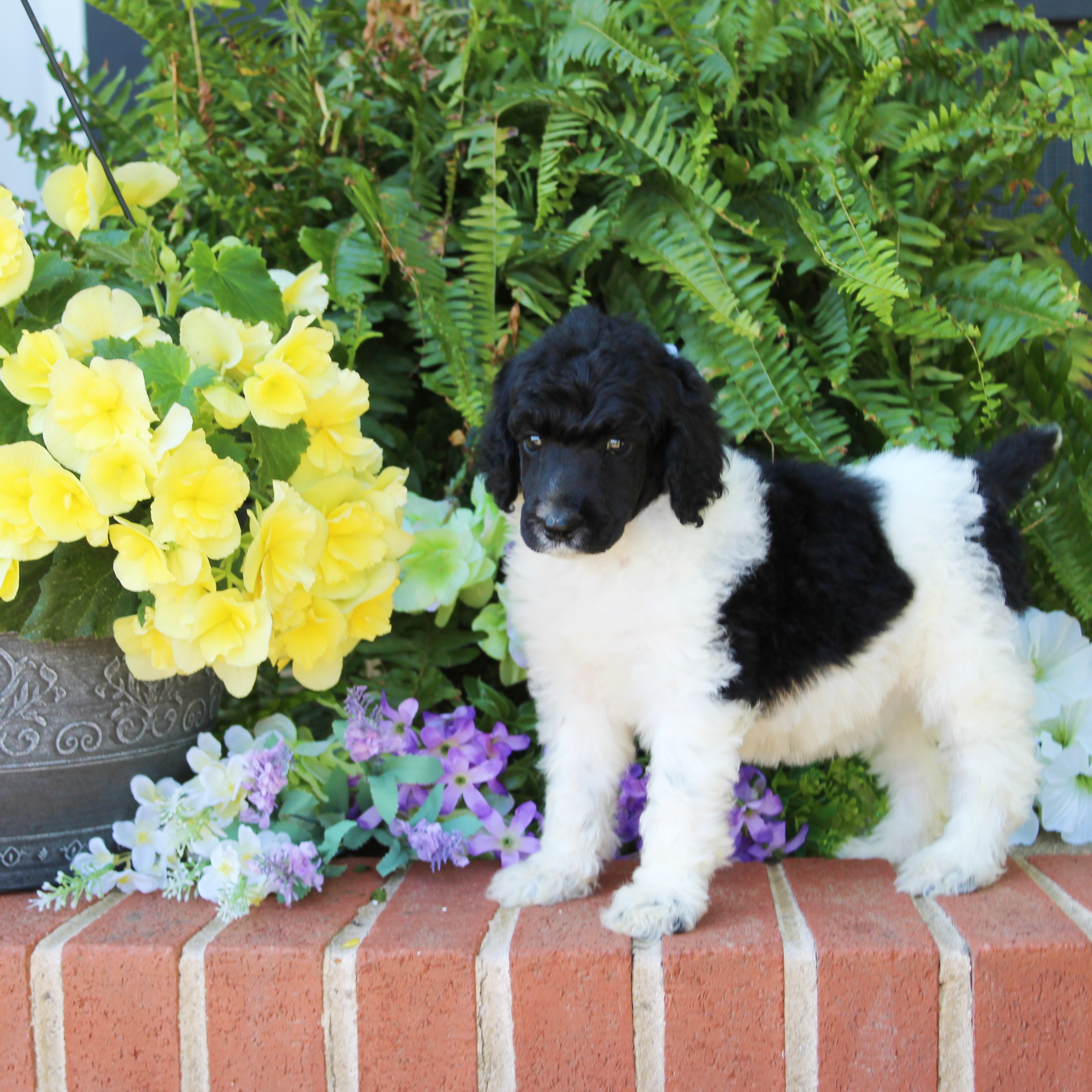 puppy, for, sale, Standard Poodle, John  Stoltzfus, dog, breeder, Christiana, PA, dog-breeder, puppy-for-sale, forsale, nearby, find, puppyfind, locator, puppylocator, aca