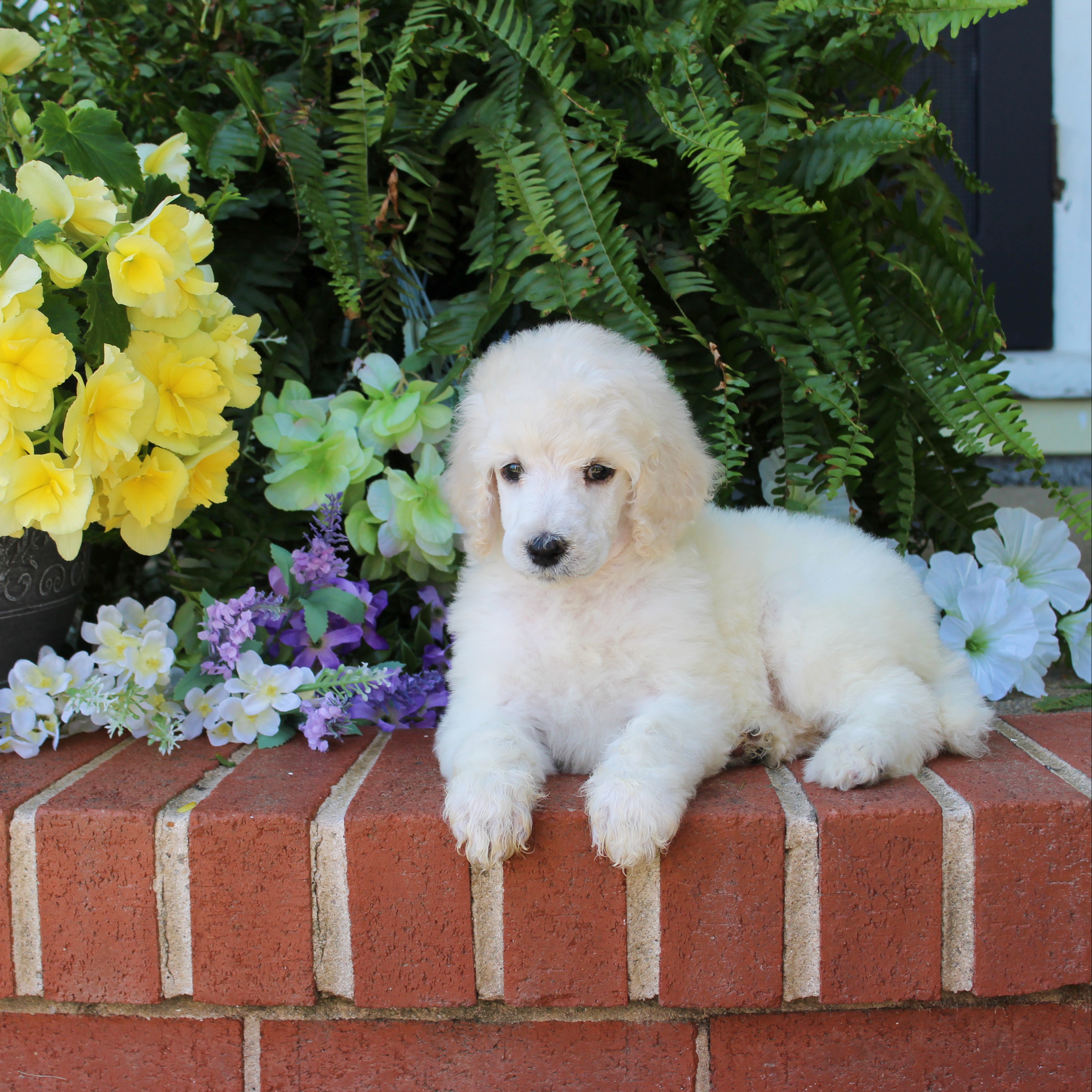 puppy, for, sale, Standard Poodle, John  Stoltzfus, dog, breeder, Christiana, PA, dog-breeder, puppy-for-sale, forsale, nearby, find, puppyfind, locator, puppylocator, aca