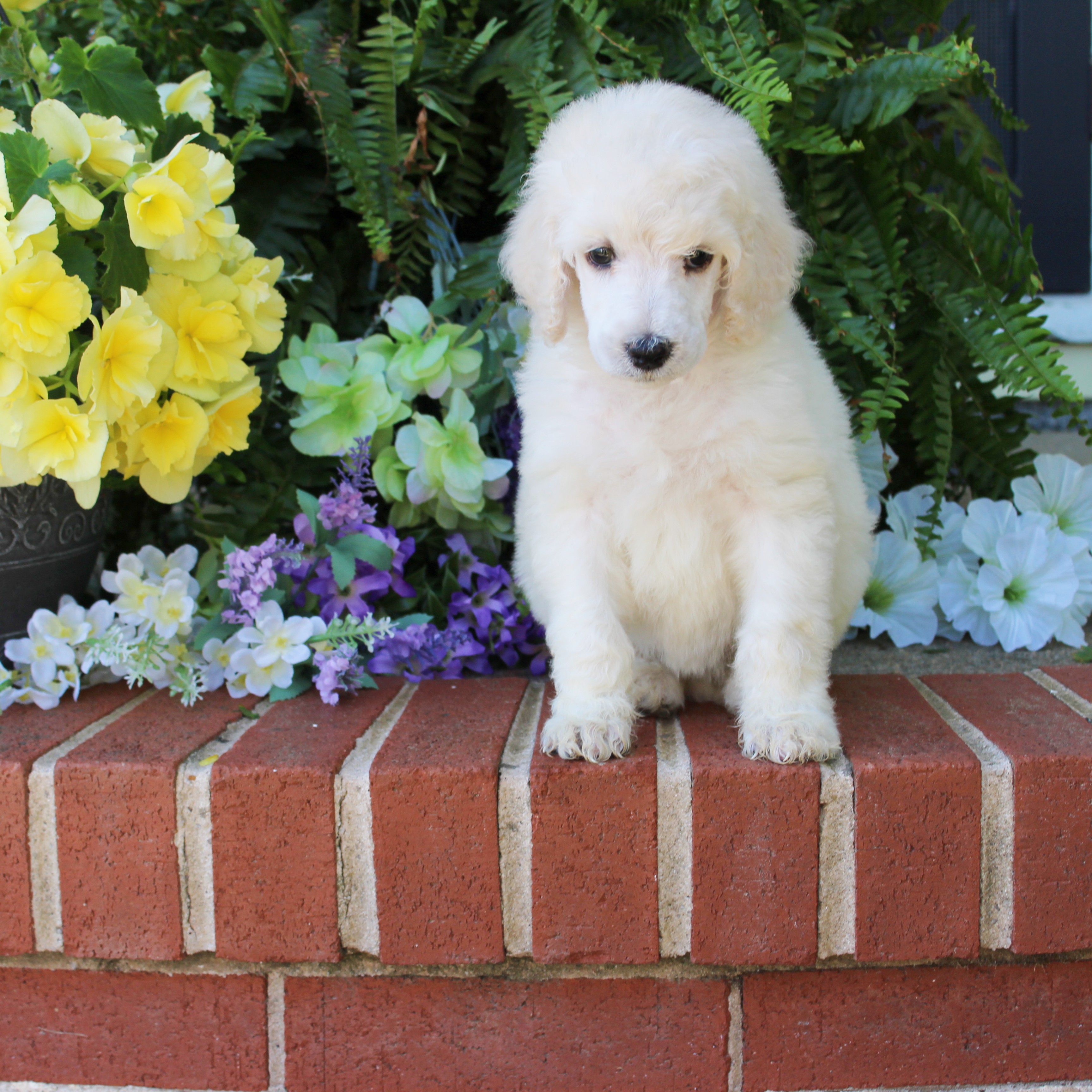 puppy, for, sale, Standard Poodle, John  Stoltzfus, dog, breeder, Christiana, PA, dog-breeder, puppy-for-sale, forsale, nearby, find, puppyfind, locator, puppylocator, aca