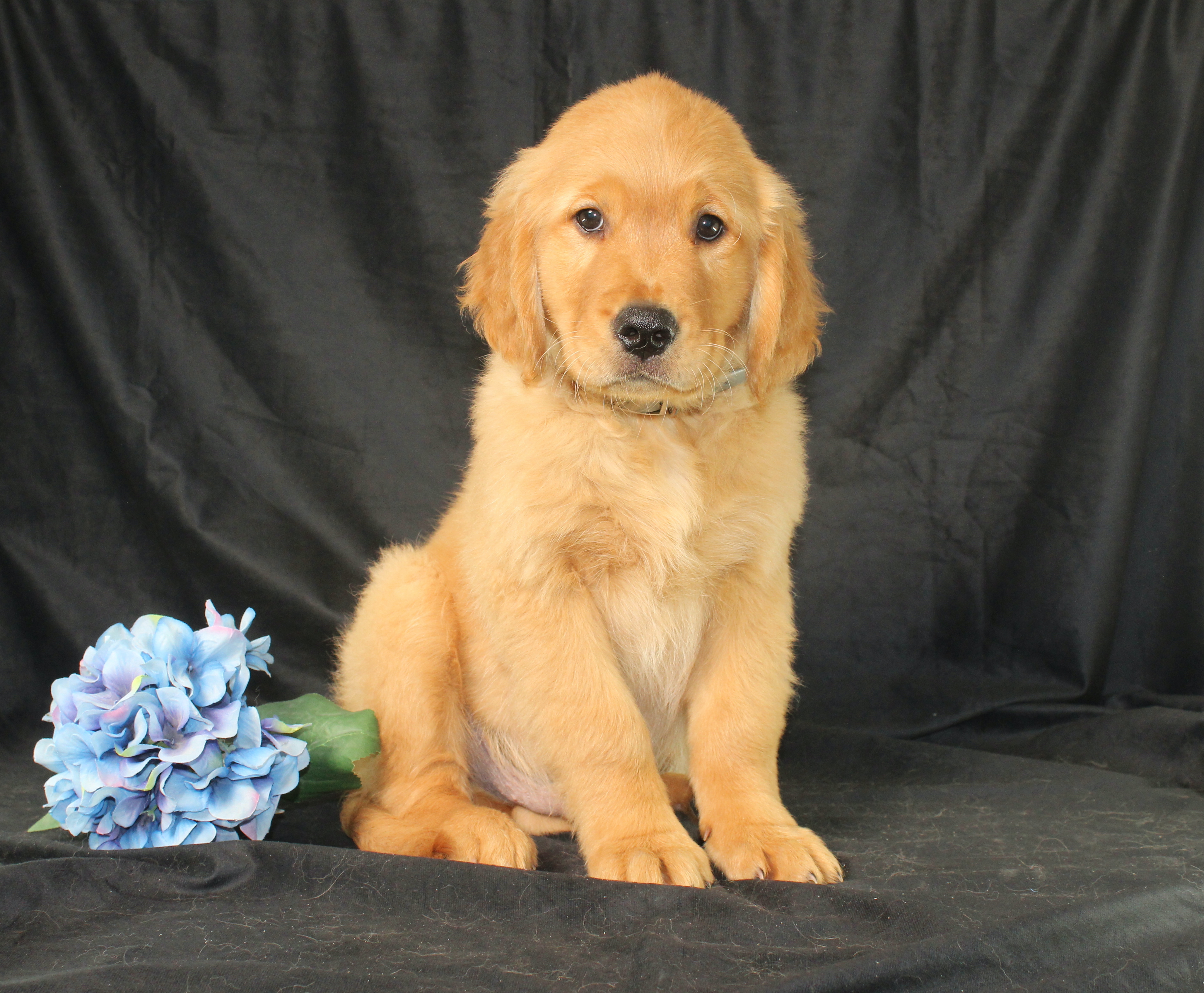 puppy, for, sale, Miniature Golden Retriever, Ivan J. Stoltzfus, dog, breeder, Dornsife, PA, dog-breeder, puppy-for-sale, forsale, nearby, find, puppyfind, locator, puppylocator, aca