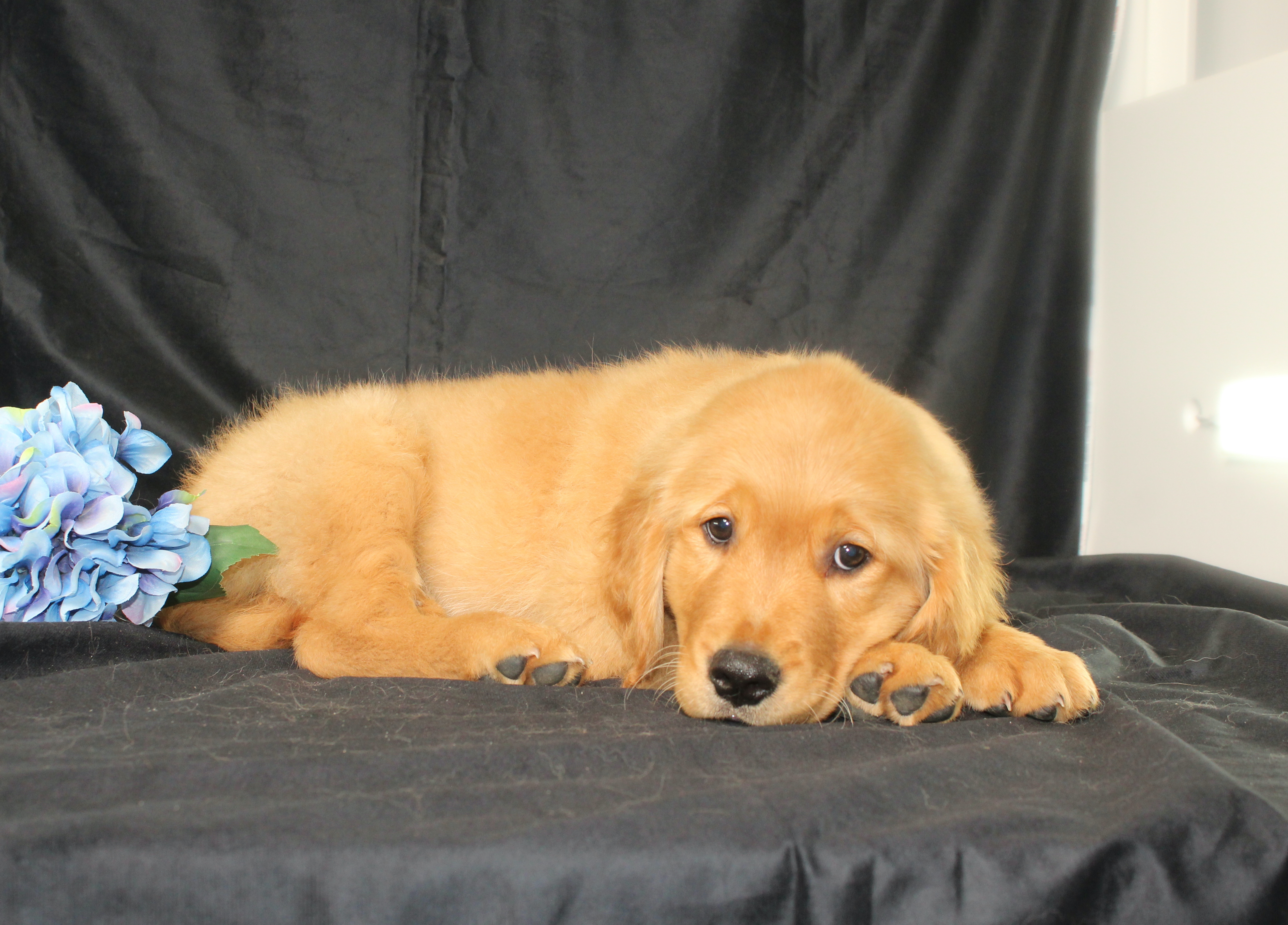 puppy, for, sale, Miniature Golden Retriever, Ivan J. Stoltzfus, dog, breeder, Dornsife, PA, dog-breeder, puppy-for-sale, forsale, nearby, find, puppyfind, locator, puppylocator, aca