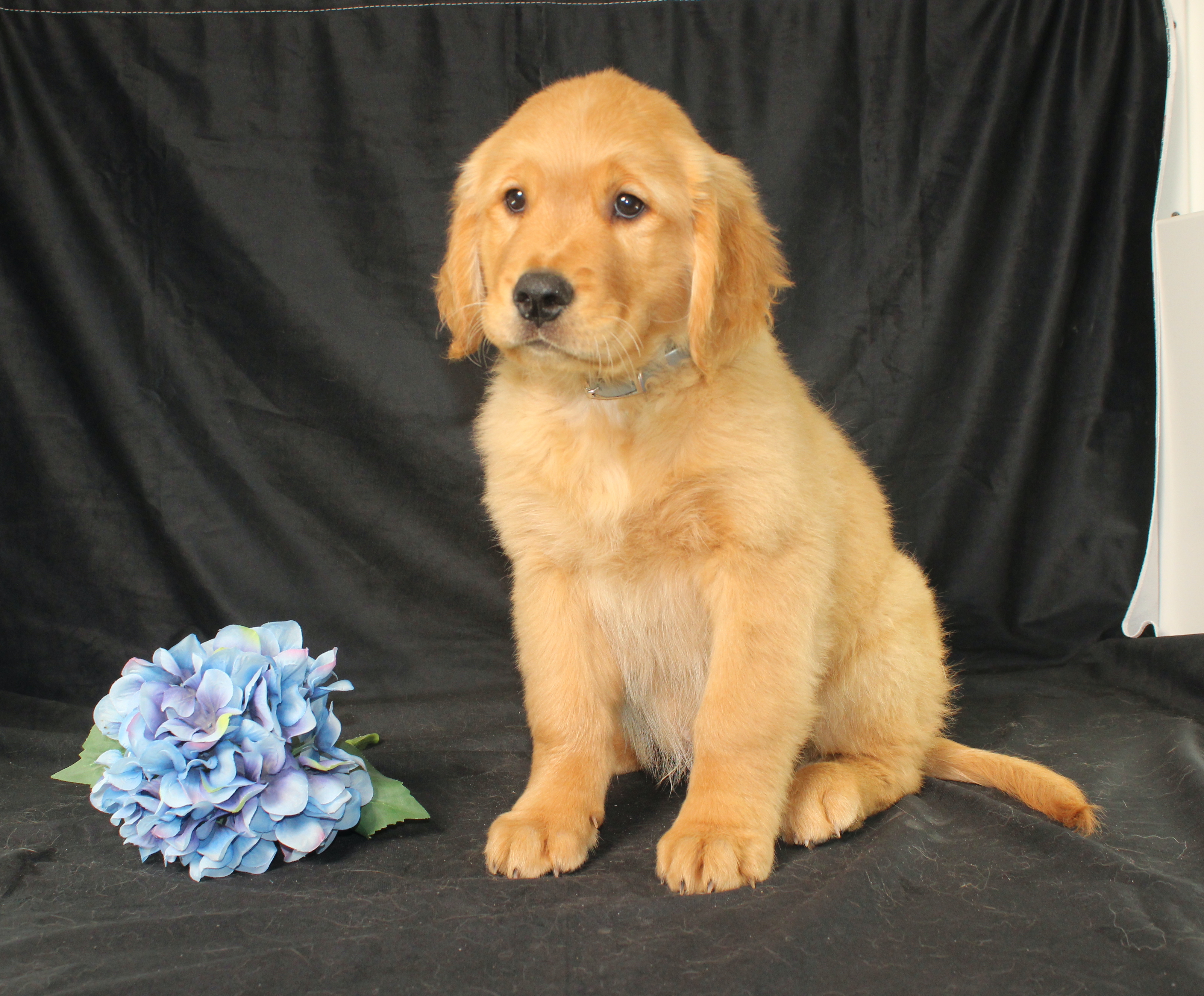 puppy, for, sale, Miniature Golden Retriever, Ivan J. Stoltzfus, dog, breeder, Dornsife, PA, dog-breeder, puppy-for-sale, forsale, nearby, find, puppyfind, locator, puppylocator, aca