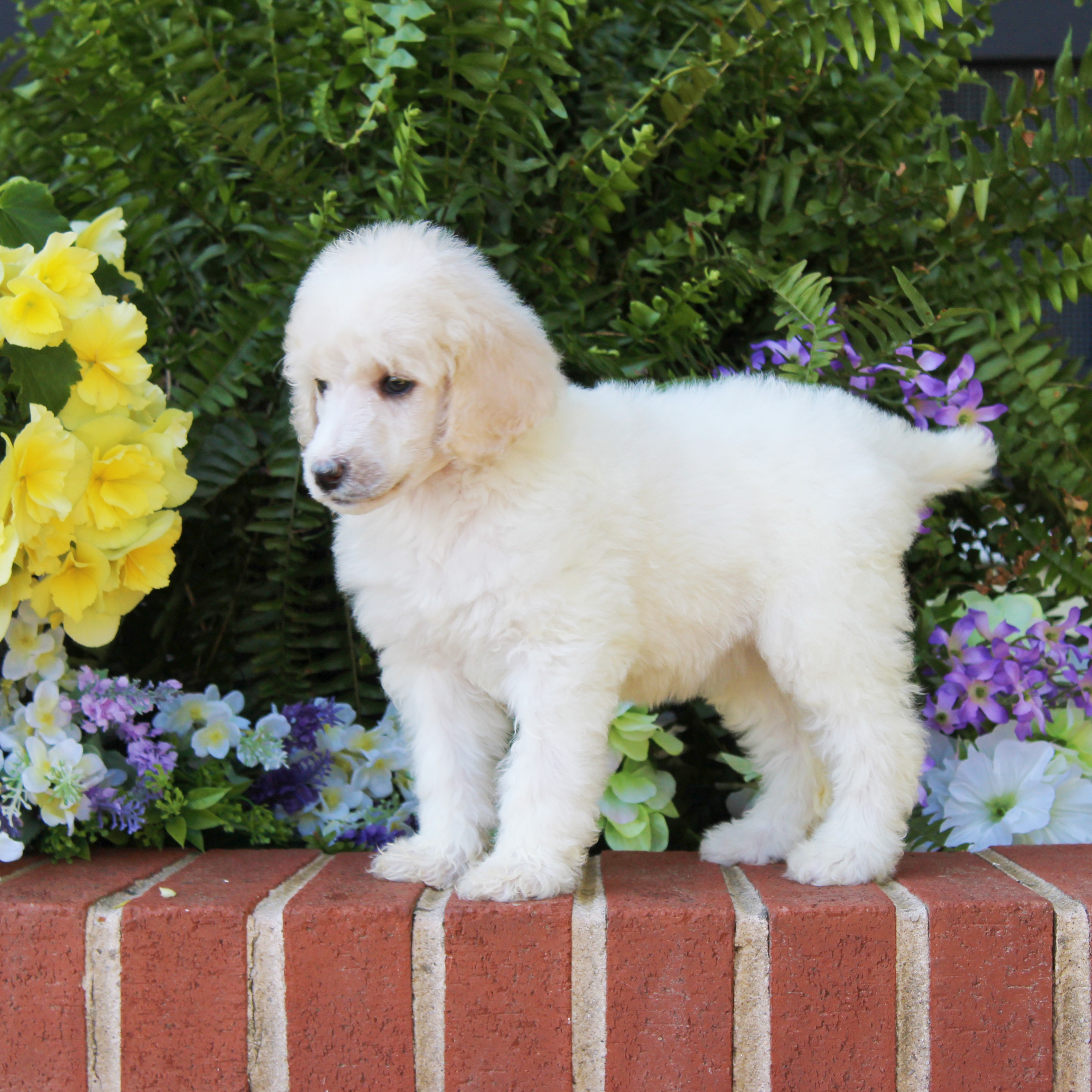 puppy, for, sale, Standard Poodle, John  Stoltzfus, dog, breeder, Christiana, PA, dog-breeder, puppy-for-sale, forsale, nearby, find, puppyfind, locator, puppylocator, aca