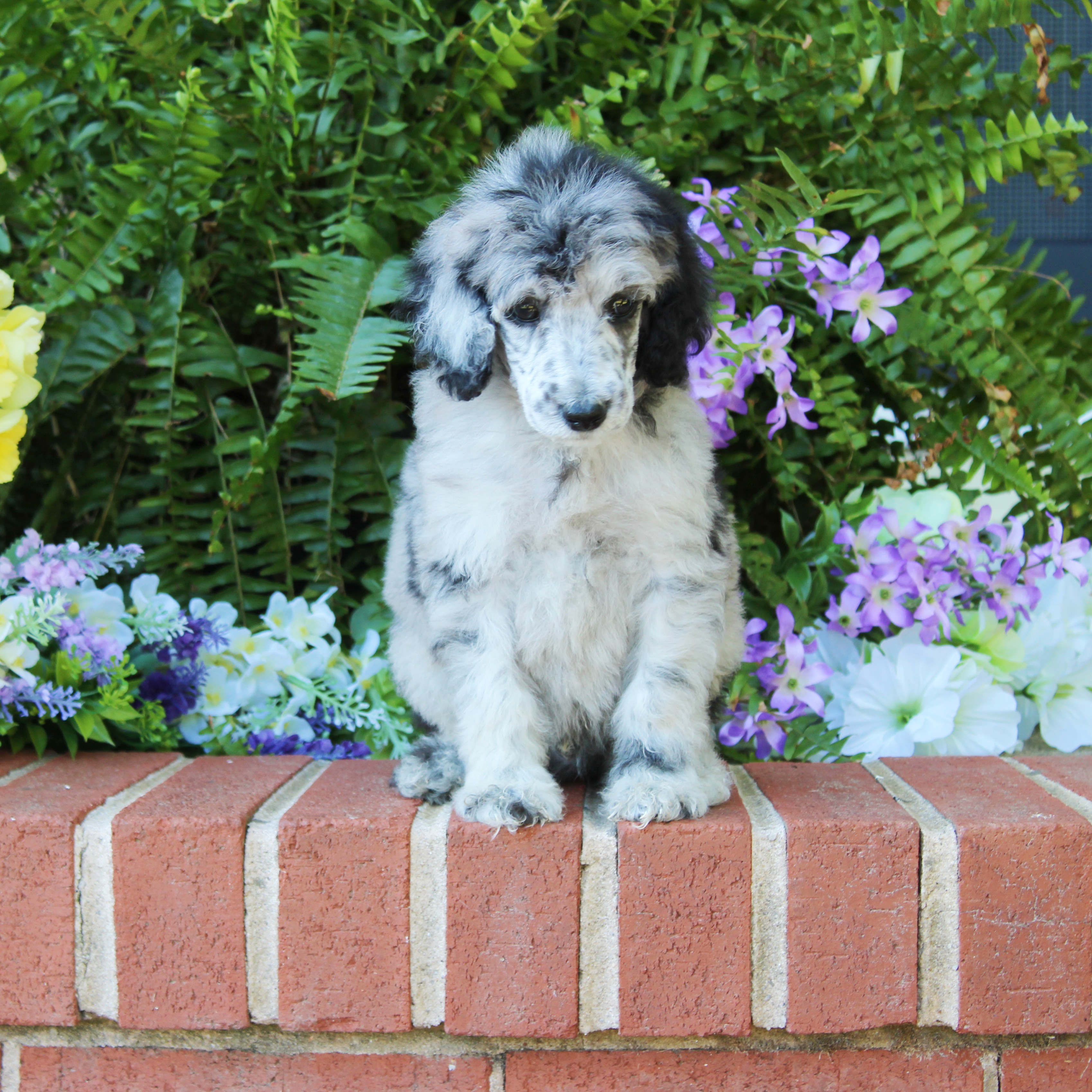 puppy, for, sale, Standard Poodle, John  Stoltzfus, dog, breeder, Christiana, PA, dog-breeder, puppy-for-sale, forsale, nearby, find, puppyfind, locator, puppylocator, aca