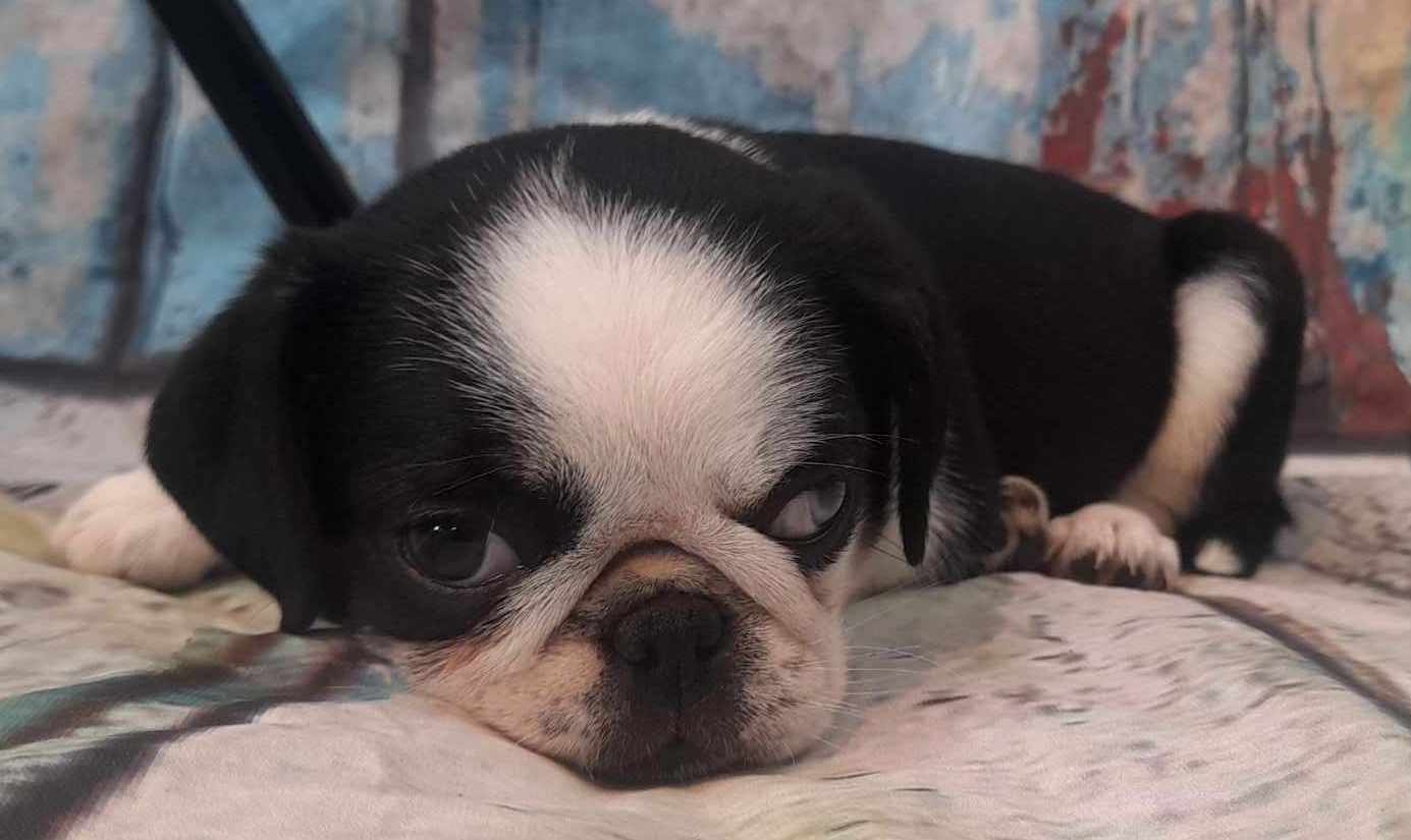 puppy, for, sale, Pug, Jenina  Fortner, dog, breeder, Abilene, KS, dog-breeder, puppy-for-sale, forsale, nearby, find, puppyfind, locator, puppylocator, aca