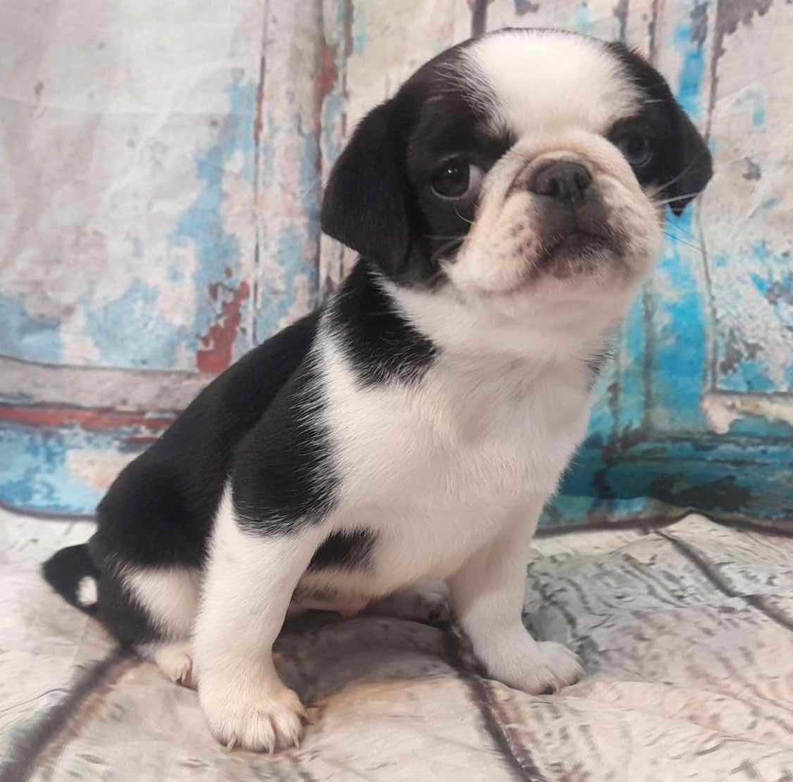 puppy, for, sale, Pug, Jenina  Fortner, dog, breeder, Abilene, KS, dog-breeder, puppy-for-sale, forsale, nearby, find, puppyfind, locator, puppylocator, aca