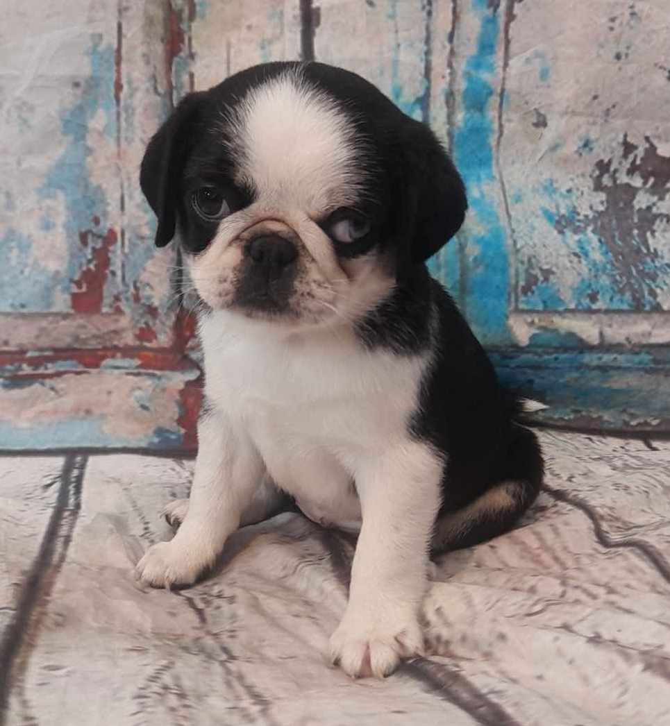 puppy, for, sale, Pug, Jenina  Fortner, dog, breeder, Abilene, KS, dog-breeder, puppy-for-sale, forsale, nearby, find, puppyfind, locator, puppylocator, aca