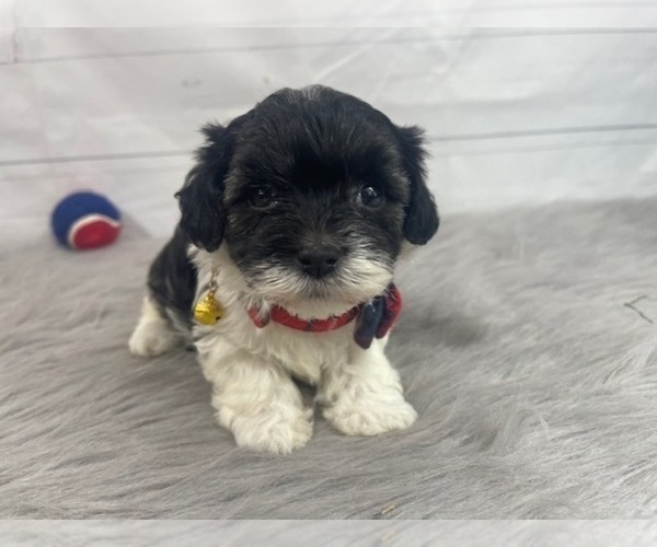 puppy, for, sale, Maltese/Poodle Toy, Alisa  Breedlove, dog, breeder, Waynesville, MO, dog-breeder, puppy-for-sale, forsale, nearby, find, puppyfind, locator, puppylocator, aca