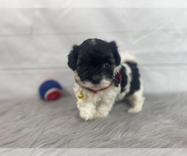 puppy, for, sale, Maltese/Poodle Toy, Alisa  Breedlove, dog, breeder, Waynesville, MO, dog-breeder, puppy-for-sale, forsale, nearby, find, puppyfind, locator, puppylocator, aca