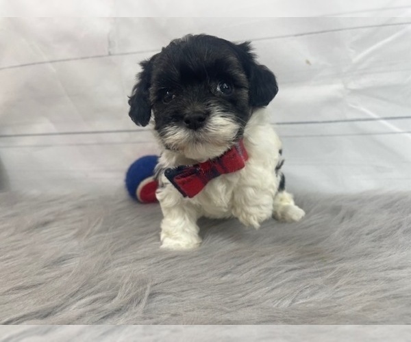 puppy, for, sale, Maltese/Poodle Toy, Alisa  Breedlove, dog, breeder, Waynesville, MO, dog-breeder, puppy-for-sale, forsale, nearby, find, puppyfind, locator, puppylocator, aca