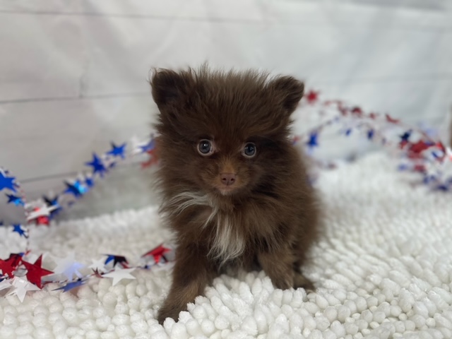 puppy, for, sale, Pomeranian, Alisa  Breedlove, dog, breeder, Waynesville, MO, dog-breeder, puppy-for-sale, forsale, nearby, find, puppyfind, locator, puppylocator, aca