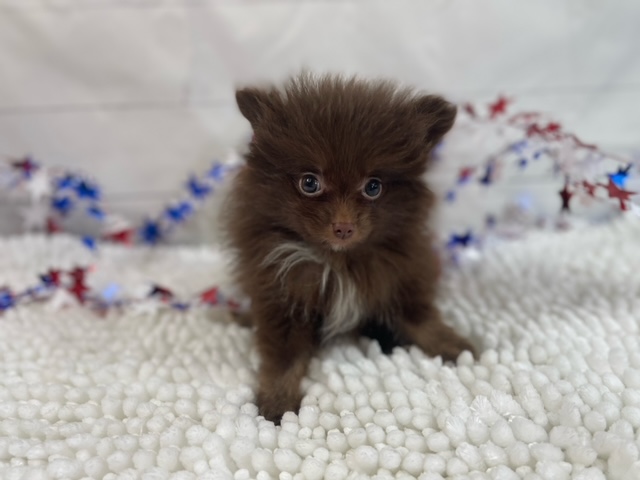 puppy, for, sale, Pomeranian, Alisa  Breedlove, dog, breeder, Waynesville, MO, dog-breeder, puppy-for-sale, forsale, nearby, find, puppyfind, locator, puppylocator, aca