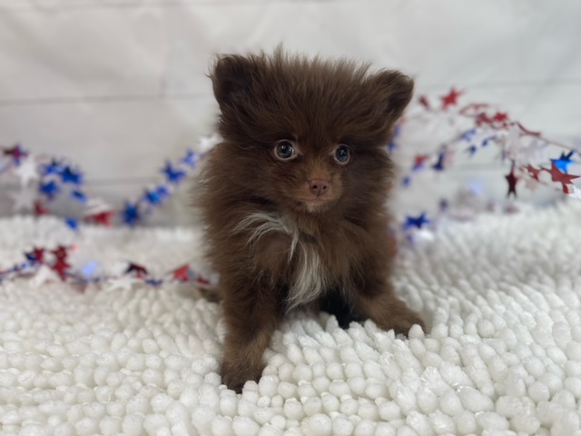 puppy, for, sale, Pomeranian, Alisa  Breedlove, dog, breeder, Waynesville, MO, dog-breeder, puppy-for-sale, forsale, nearby, find, puppyfind, locator, puppylocator, aca