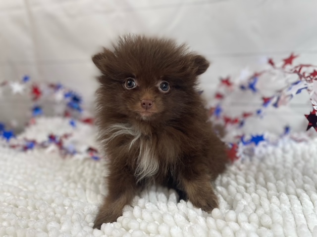 puppy, for, sale, Pomeranian, Alisa  Breedlove, dog, breeder, Waynesville, MO, dog-breeder, puppy-for-sale, forsale, nearby, find, puppyfind, locator, puppylocator, aca