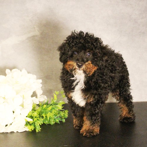 puppy, for, sale, Miniature Bernedoodle, Melvin  Fisher, dog, breeder, Coatesville, PA, dog-breeder, puppy-for-sale, forsale, nearby, find, puppyfind, locator, puppylocator, aca