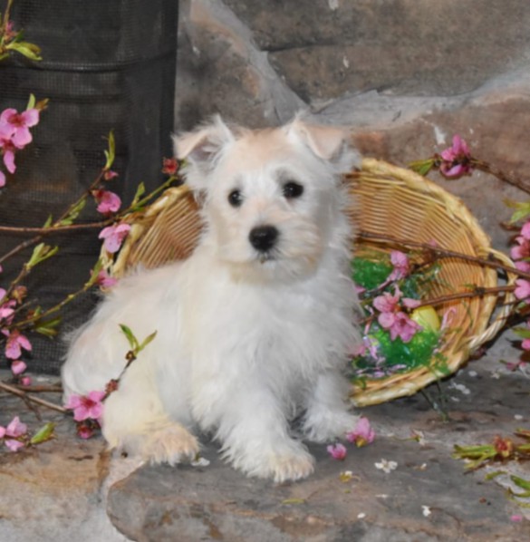 puppy, for, sale, West Highland White Terrier, Amos B. King, dog, breeder, Romney, WV, dog-breeder, puppy-for-sale, forsale, nearby, find, puppyfind, locator, puppylocator, aca