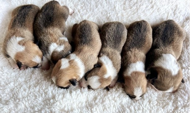 puppy, for, sale, Pembroke Welsh Corgi, Melvin  Fisher, dog, breeder, Coatesville, PA, dog-breeder, puppy-for-sale, forsale, nearby, find, puppyfind, locator, puppylocator, aca