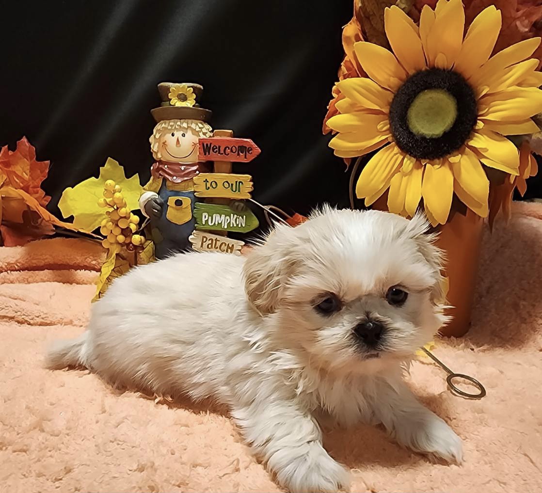 puppy, for, sale, Cava - Poo , Nationwide Puppies  , dog, breeder, New York, NY, dog-breeder, puppy-for-sale, forsale, nearby, find, puppyfind, locator, puppylocator, aca