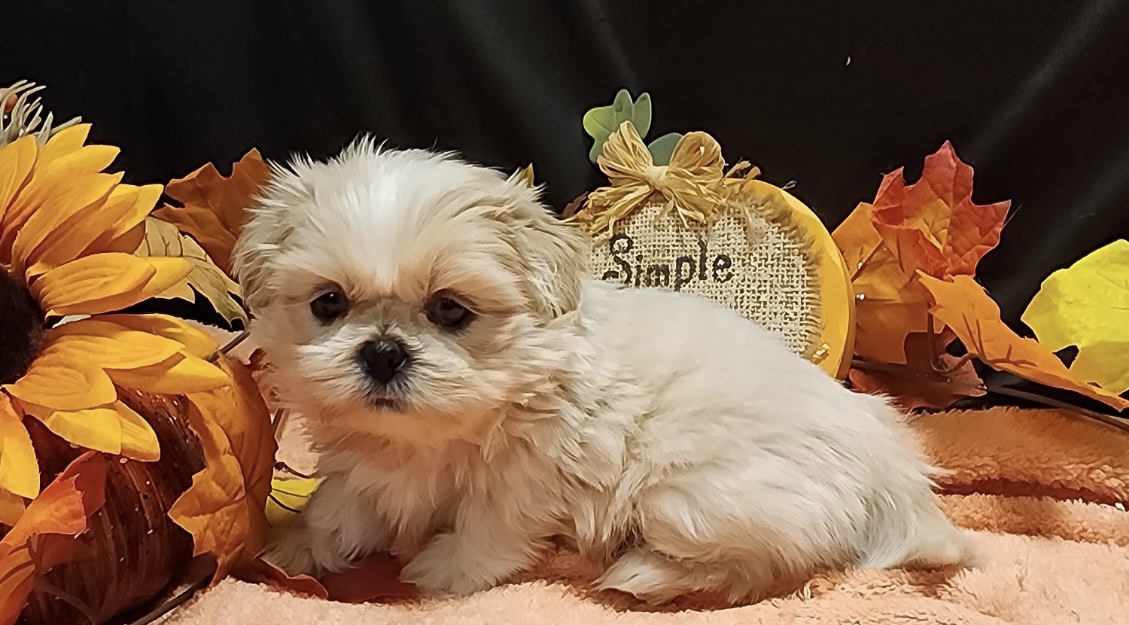 puppy, for, sale, Imperial Shih Tzu, Nationwide Puppies  , dog, breeder, New York, NY, dog-breeder, puppy-for-sale, forsale, nearby, find, puppyfind, locator, puppylocator, aca