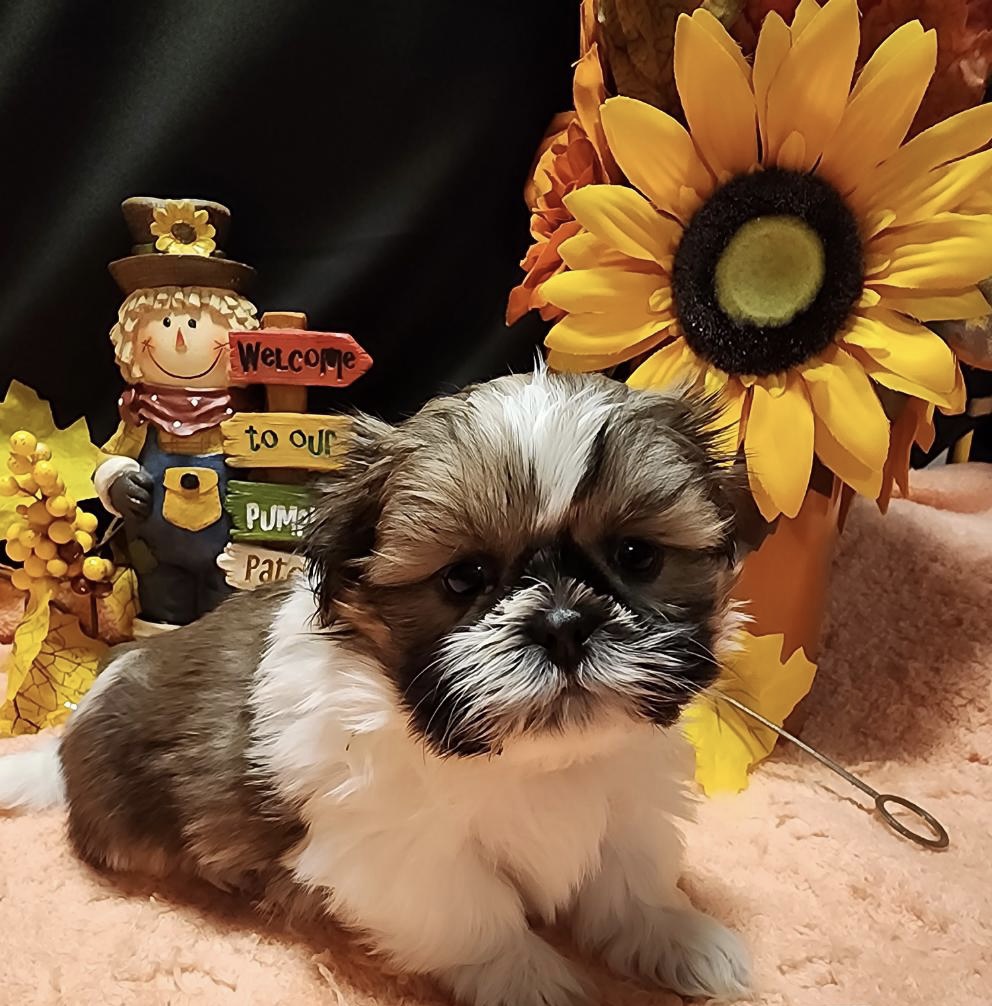 puppy, for, sale, Imperial Shih Tzu, Nationwide Puppies  , dog, breeder, New York, NY, dog-breeder, puppy-for-sale, forsale, nearby, find, puppyfind, locator, puppylocator, aca