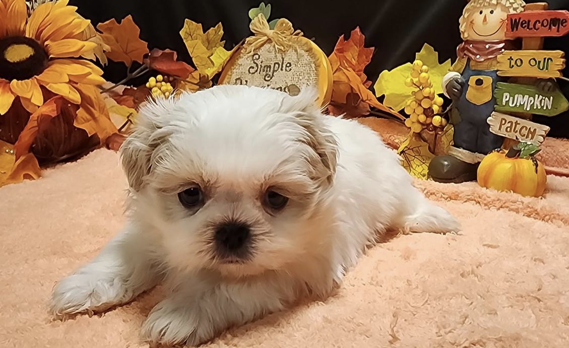 puppy, for, sale, Imperial Shih Tzu, Nationwide Puppies  , dog, breeder, New York, NY, dog-breeder, puppy-for-sale, forsale, nearby, find, puppyfind, locator, puppylocator, aca