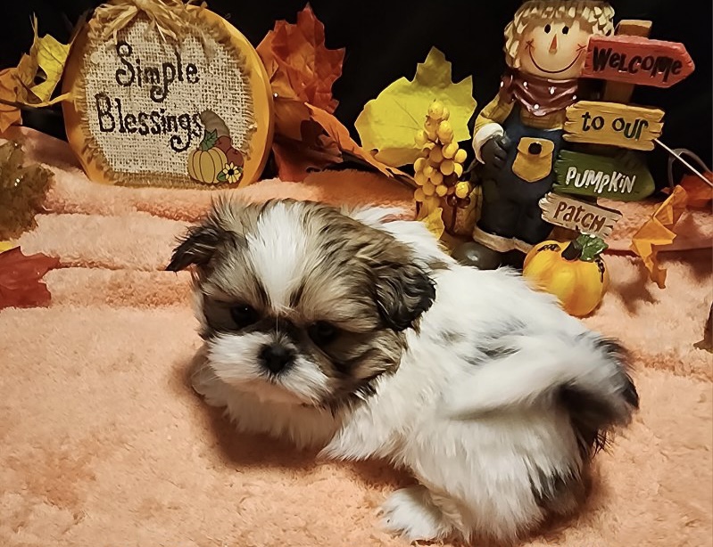 puppy, for, sale, Imperial Shih Tzu, Nationwide Puppies  , dog, breeder, New York, NY, dog-breeder, puppy-for-sale, forsale, nearby, find, puppyfind, locator, puppylocator, aca