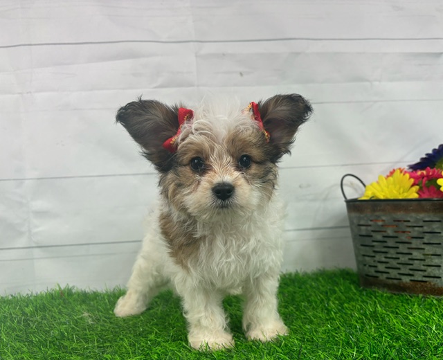 puppy, for, sale, Papillon/Poodle, Alisa  Breedlove, dog, breeder, Waynesville, MO, dog-breeder, puppy-for-sale, forsale, nearby, find, puppyfind, locator, puppylocator, aca