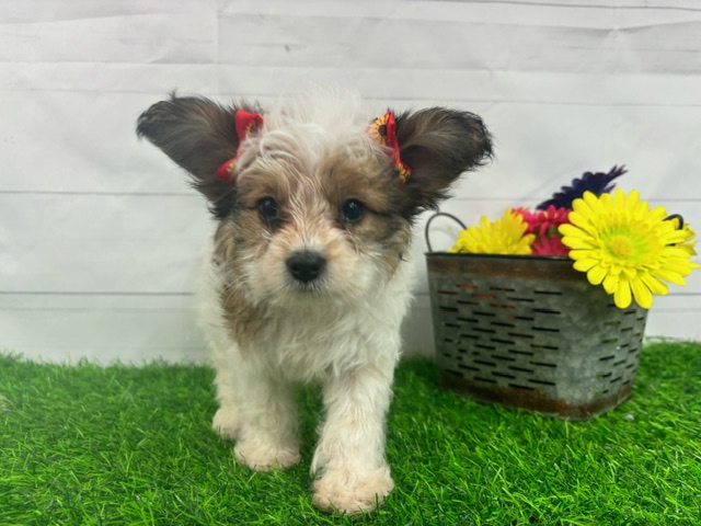 puppy, for, sale, Papillon/Poodle, Alisa  Breedlove, dog, breeder, Waynesville, MO, dog-breeder, puppy-for-sale, forsale, nearby, find, puppyfind, locator, puppylocator, aca