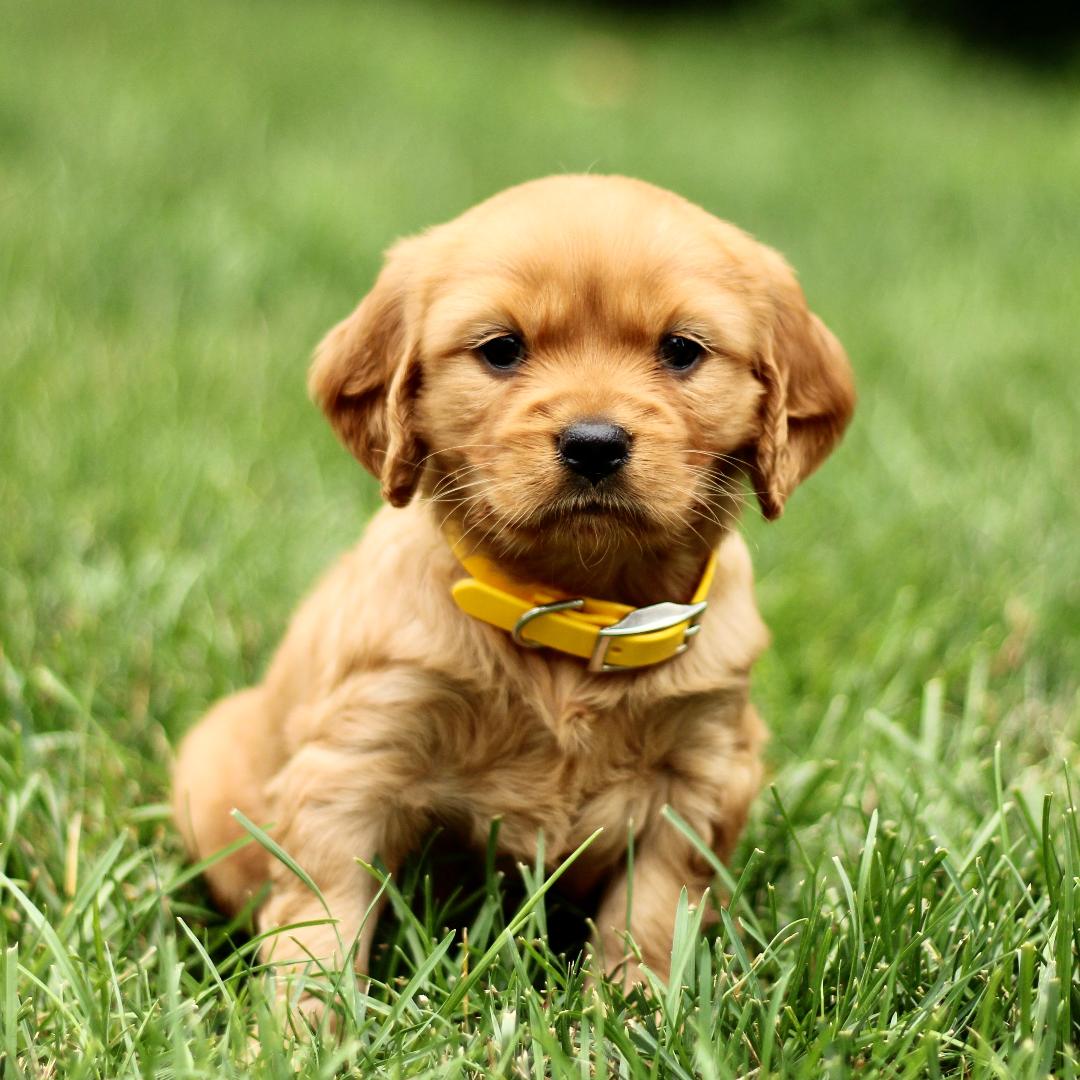 puppy, for, sale, Mini Golden Retriever, Marvin  S. Stoltzfus, dog, breeder, New Holland, PA, dog-breeder, puppy-for-sale, forsale, nearby, find, puppyfind, locator, puppylocator, aca