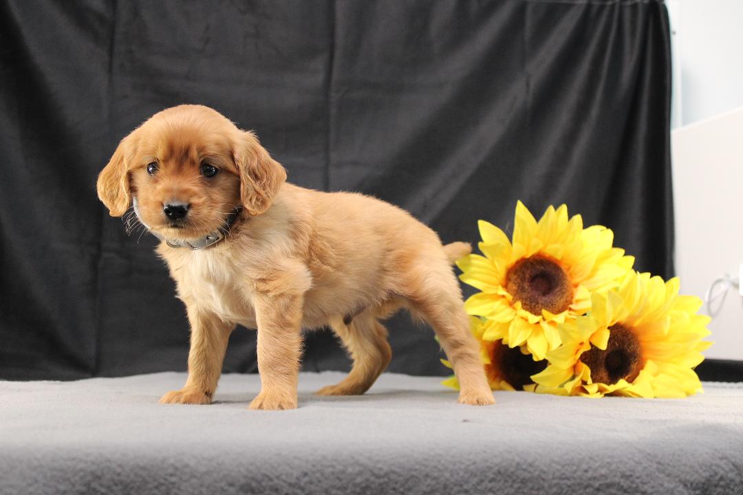 puppy, for, sale, Miniature Golden Retriever, Ivan J. Stoltzfus, dog, breeder, Dornsife, PA, dog-breeder, puppy-for-sale, forsale, nearby, find, puppyfind, locator, puppylocator, aca