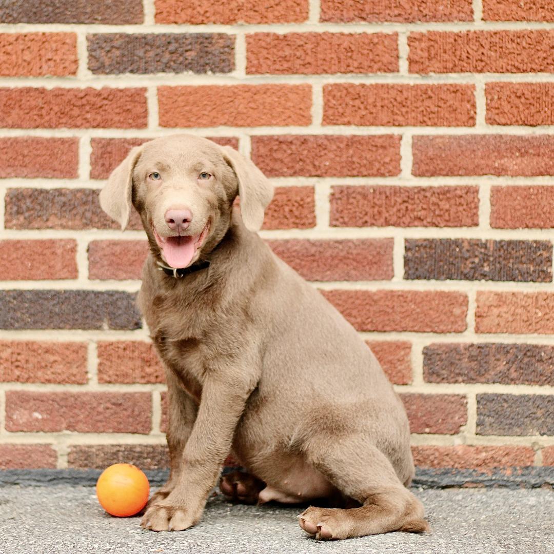 puppy, for, sale, Labrador Retriever, Marvin  S. Stoltzfus, dog, breeder, New Holland, PA, dog-breeder, puppy-for-sale, forsale, nearby, find, puppyfind, locator, puppylocator, aca