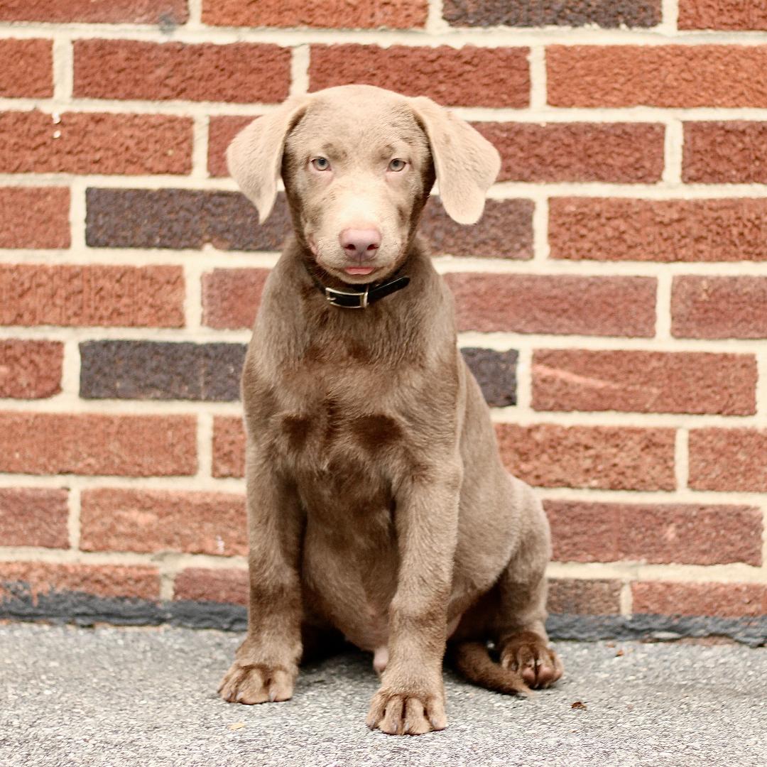 puppy, for, sale, Labrador Retriever, Marvin  S. Stoltzfus, dog, breeder, New Holland, PA, dog-breeder, puppy-for-sale, forsale, nearby, find, puppyfind, locator, puppylocator, aca