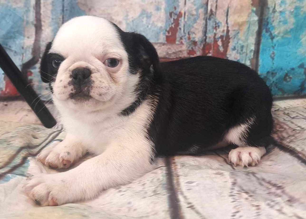 puppy, for, sale, Pug, Jenina  Fortner, dog, breeder, Abilene, KS, dog-breeder, puppy-for-sale, forsale, nearby, find, puppyfind, locator, puppylocator, aca