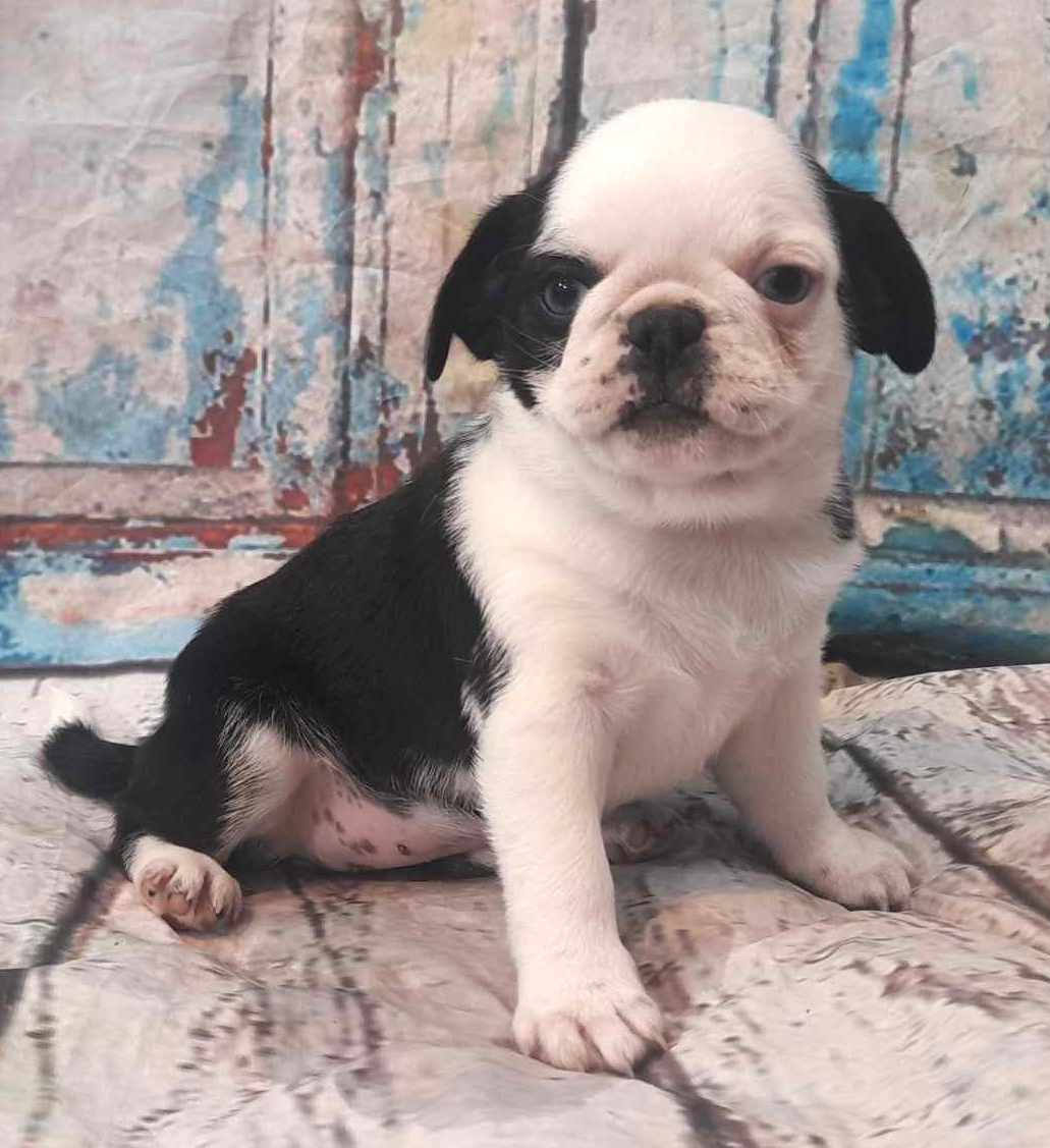 puppy, for, sale, Pug, Jenina  Fortner, dog, breeder, Abilene, KS, dog-breeder, puppy-for-sale, forsale, nearby, find, puppyfind, locator, puppylocator, aca